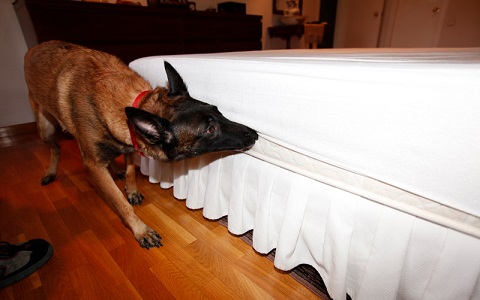 Perros entrenados para detectar infestaciones por chinches de cama
